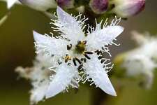 Native marginal wildlife for sale  LEYLAND
