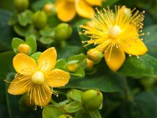 John wort hyperion for sale  Decatur