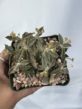 Euphorbia tulearensis rare for sale  Jurupa Valley