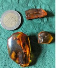 Fossiles insectes d'occasion  Reims