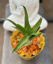 Mini aloe yellow for sale  Henderson