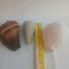 Lot ocean shells for sale  Tucson