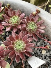 Sempervivum kolibri gebraucht kaufen  Wagenhoff
