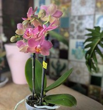Phalaenopsis amabilis gwen for sale  GREAT YARMOUTH