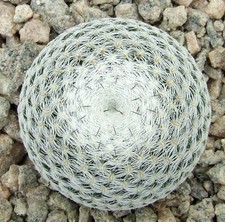 Mammillaria pseudoperbella cho for sale  EASTBOURNE