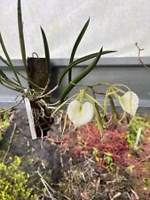 Brassocattleya nodosa whimsy for sale  Mountain View