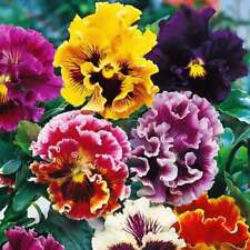 Sementes de viola, 100 sementes de viola rococó, sementes de viola mistura dupla, orgânicas raras 169+TRACK, usado comprar usado  Enviando para Brazil