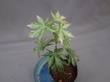 Acer palmatum 'Ryugu' chirifu branco variegado [Deve ler a descrição] comprar usado  Enviando para Brazil