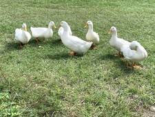 Fertile pekin duck for sale  Brooksville