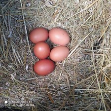 Uova feconde fertili usato  Trieste
