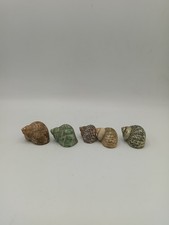 Lot hermit crab for sale  Redford