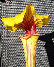 Sarracenia flava atropurpurea for sale  GRAVESEND