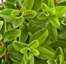 2000 sweet marjoram for sale  Buffalo