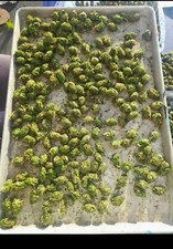 500 réplicas de pepitas falsas por CarlosPxyz FAKE BUDS comprar usado  Enviando para Brazil