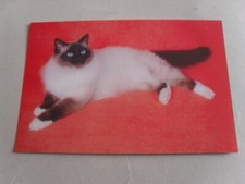 birman cat for sale birman cat for sale SHEFFIELD