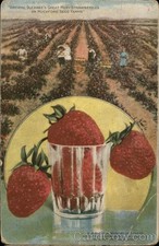 Usado, Morangos de rubi grandes de cultivo de frutas Buckbee em fazendas de sementes Rockford 1910 comprar usado  Enviando para Brazil