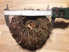 Amorphophallus konjac 130mm for sale  Ireland