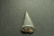 Haizahn haifischzahn haizähne gebraucht kaufen  Ürzig