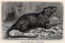 RATA NEGRA - Roedor europeo temprano en entorno de corral 1883 grabado antiguo segunda mano  Embacar hacia Mexico