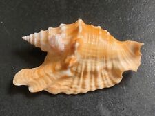nautilus shell usato nautilus shell usato Piombino