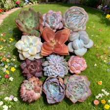 Live succulents pcs for sale  Syosset