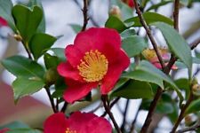 Camellia sasanqua yuletide for sale  CRANBROOK