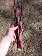 Red osier dogwood for sale  Wausau