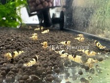 Crystal black crs for sale  Garden Grove