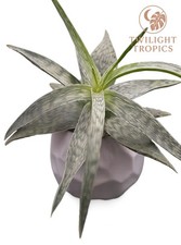 White fox aloe for sale  Richmond