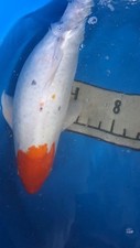 20in tancho kohaku d'occasion  Expédié en Belgium
