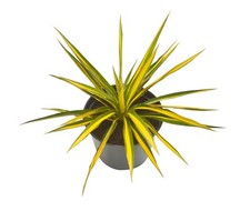 Live variegated color for sale  USA