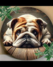 English bulldog british for sale  CHEPSTOW