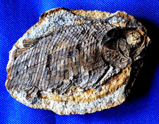 Joli parasemionotus poisson d'occasion  La Roche-sur-Yon