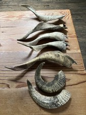 bull horns for sale  Aptos