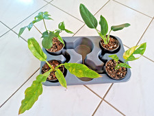 Monstera philodendron set gebraucht kaufen  Königslutter am Elm