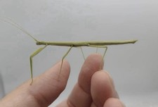 Carausius morosus indian for sale  GRANTHAM