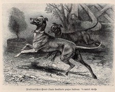 Italian greyhound canis for sale  Brooklyn