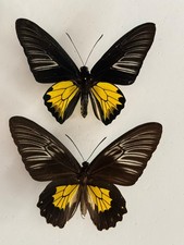 Ornithoptera troides rhadamant usato  Spedire a Italy
