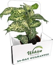 plant live plant dracaena for sale  Columbus