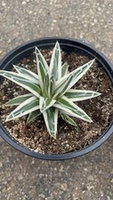 Agave white rhino for sale  San Marcos