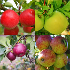 Apple jubilee tree for sale  Denver