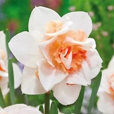Daffodil narcissus replete for sale  LONDON