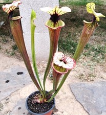 Carnivorous plants sarracenia for sale  West Covina