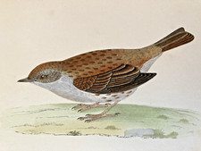 Dunnock antique hand for sale  UK