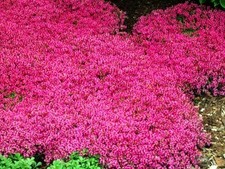 cover ground pot for sale cover ground pot for sale USA