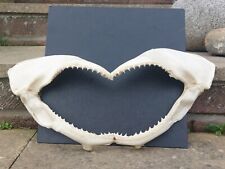 Real bull shark for sale  PEACEHAVEN