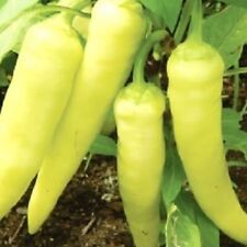 Sweet banana pepper for sale  Minneapolis