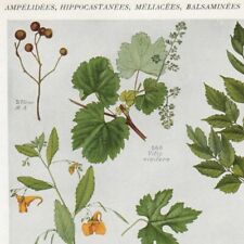 Vitis aesculus melia d'occasion  Quimper