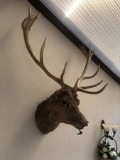 Taxidermy point stags for sale  ORMSKIRK