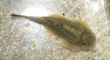 freshwater stingray for sale freshwater stingray for sale Marysville